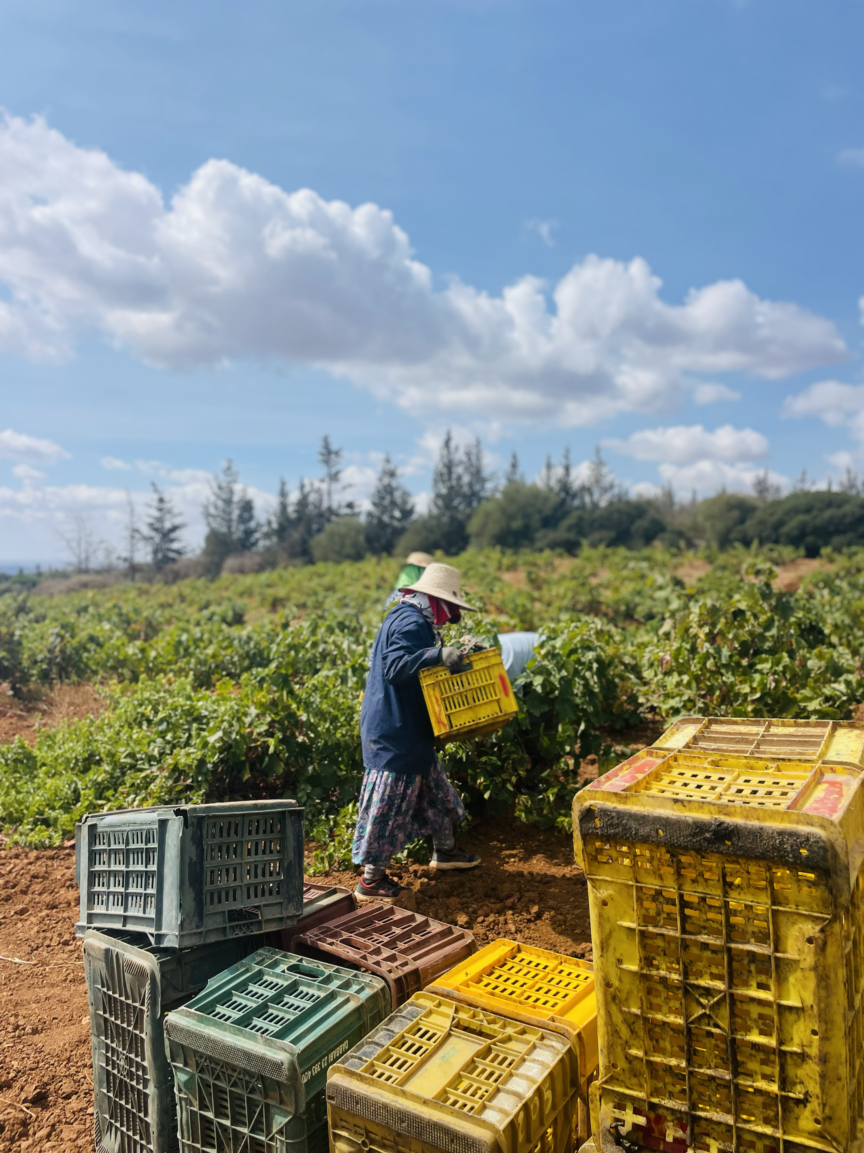 Vendanges en Tunisie